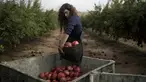 Ido Gilad, 17 tahun, menjatuhkan sekantong buah delima yang dipetiknya saat menjadi sukarelawan di sebuah perkebunan di Ashkelon, Israel, Jumat, 27 Oktober 2023. (AP Photo/Maya Alleruzzo)