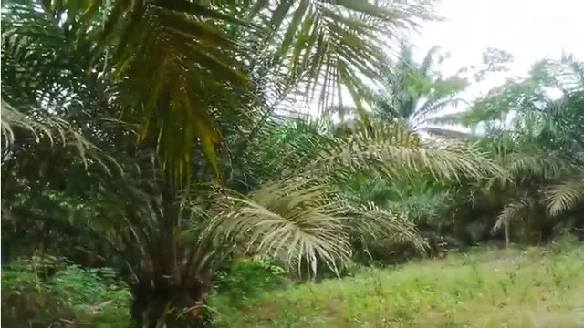 Kepala sawit di Kalbar. (Foto: Liputan6.com/Aceng Mukaram)