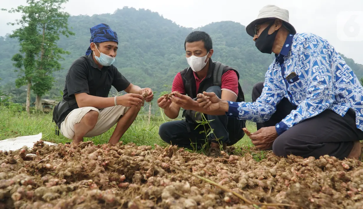 Petani binaan YDBA Asrip (kiri) menunjukkan kualitas hasil panen perdana jahe merah kepada Staf Departemen Training & Mentoring YDBA, Rama Pradipta (tengah) di Desa Hariang, Lebak, Banten (20/20/2021). (Liputan6.com/HO/YDBA)