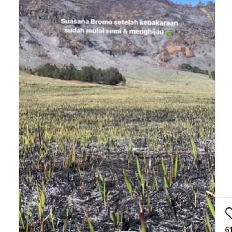 Usai Dibuka Kembali Setelah Kebakaran, Savana di Kawasan Gunung Bromo Mulai Menghijau Kembali