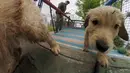Anak anjing Golden Retriever berusia 50 hari terlihat di sekolah pelatihan anjing polisi Chile di Santiago, 9 Oktober 2018. Dua ratus anjing dari ras yang berbeda mengikuti pelatihan di paru-paru kota Santiago. (Martin BERNETTI/AFP)