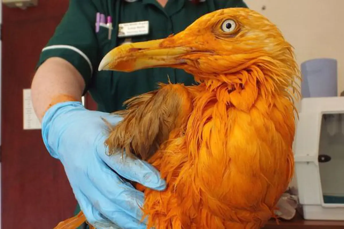 Tercebur di Kari Ayam, Burung Camar Berbulu Kuning