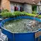 12 Strategi Menambah Populasi Lele Tanpa Memperbesar Ukuran Kolam di Rumah