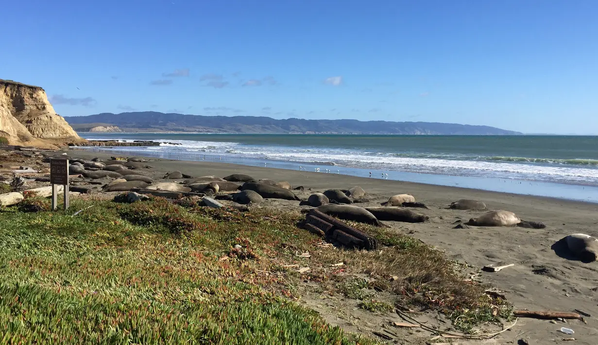 Sekelompok gajah laut mengambil alih Pantai Drakes di California, Jumat (1/2). Para gajah laut tersebut berhasil menerobos  pantai dengan merobohkan pagar dan masuk ke lahan parkir. (John Dell'Osso/Point Reyes National Seashore via AP)