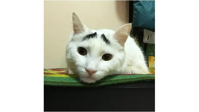 7 Kucing Ini Miliki Bulu Tak Biasa, Bikin Senyum Sendiri
