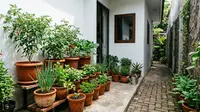 7 Inspirasi Sudut Hijau di Samping Rumah yang Sempit agar Terasa Sejuk dan Produktif