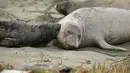 Gajah laut dan anak-anaknya terlihat di Pantai Drakes, California, Jumat (1/2). Pemerintah setempat memutuskan menutup pantai itu hingga para gajah laut memutuskan untuk pergi, meski tak jelas kapan mereka akan meninggalkan tempat itu. (AP/Eric Risberg)