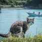 Ilustrasi kucing di pulau (Sumber: photo-ac.com)