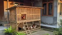 6 Tips Ternak Ayam Petelur Cuma Modal Kandang Bambu, Panduan untuk Pemula