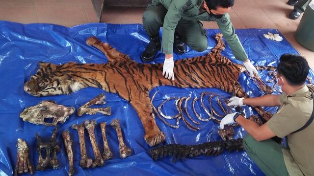 Populasi Harimau Sumatera Semakin Mengkhawatirkan