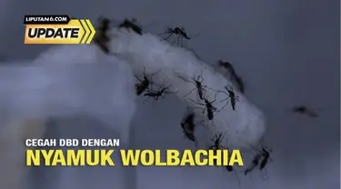 Menyebaran nyamuk berbakteri Wolbachia adalah salah satu upaya untuk menurunkan angka demam berdarah dengue atau DBD. Kabar baiknya, tidak hanya terbukti menurunkan angka kasus DBD, nyamuk Wolbachia juga dapat menurunkan penyakit lain yang berkaitan ...