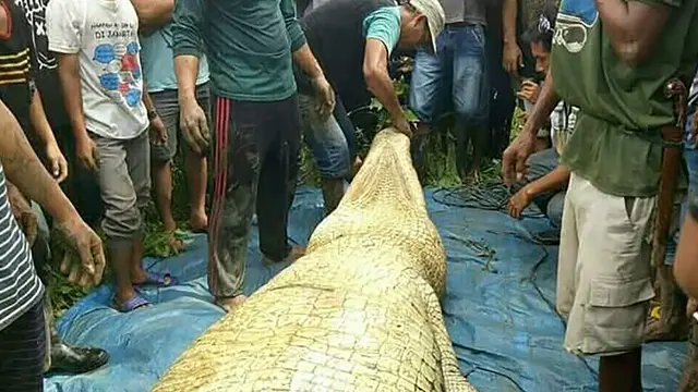Buaya Berisi Potongan Tubuh Manusia di Kaltim