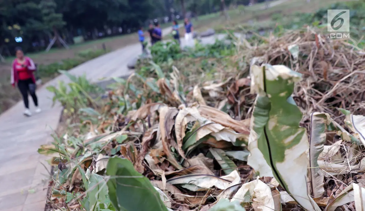 Kondisi tanaman yang ada di sekitar Hutan Kota GBK, Jakarta, Selasa (2/7/2019). Kurangnya perawatan berakibat rusaknya beberapa tanaman yang ada di area Hutan Kota GBK. (Liputan6.com/Helmi Fithriansyah)
