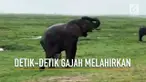 Video menakjubkan menampilkan detik-detik seekor induk gajah melahirkan di alam bebas Afrika Selatan.
