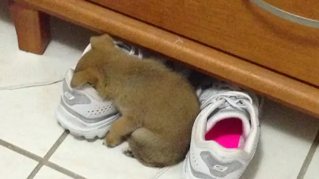 anjing tidur