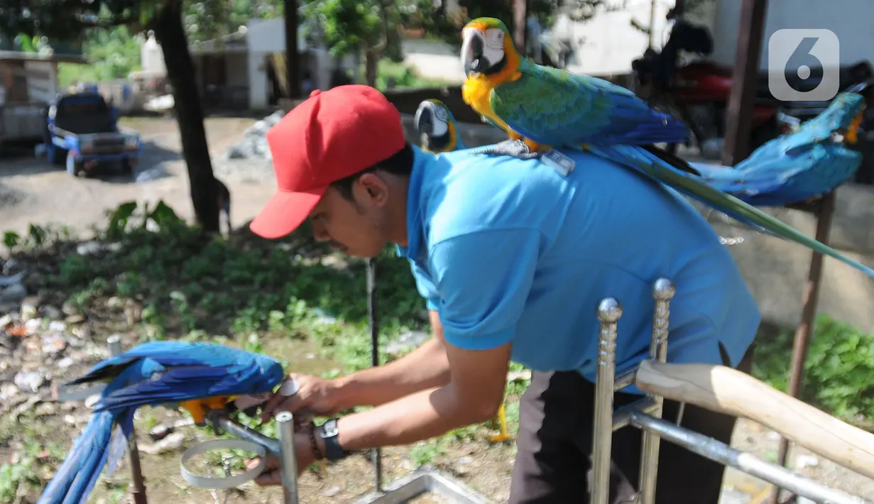 Pelatih Burung Paruh Bengkok Albi (30) melatih burung Blue and Gold Macaw (Ara Ararauna) berharga Rp 30 juta hingga Rp 140 juta yang dititipkan pemiliknya di sekolah burung miliknya di Cipayung, Depok, Jawa Barat, Selasa (24/5/2022). Komunitas burung Free Fly atau terbang bebas mulai ramai diminati akhir akhir ini. (merdeka.com/Arie Basuki)