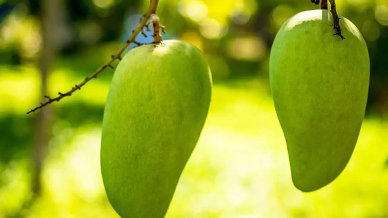 Ilustrasi Mangga