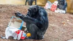 Seekor simpanse membuka kado hadiah Natal berisi buah dan kacang yang diberikan pihak kebun binatang di Hanover, Jerman, Selasa (19/12). Beragam reaksi muncul saat binatang penghuni kebun binatang itu menerima kado. (PHILIPP VON DITFURTH/DPA /AFP)