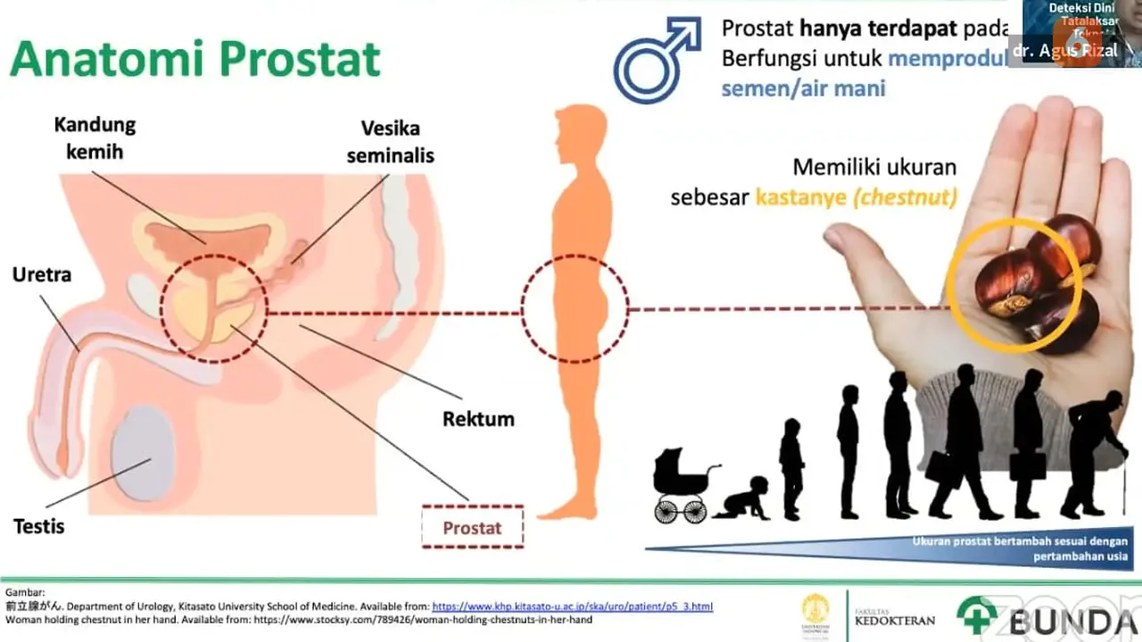 Anatomi Prostat