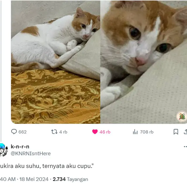 6 Kreativitas Netizen Bikin Dialog dari Foto Kucing Melamun Ini Kocak