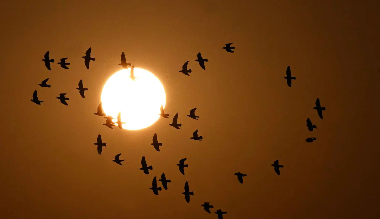 Sekelompok merpati terbang di atas Kota Kuwait pada saat matahari terbit pada 18 Oktober 2025. (YASSER AL-ZAYYAT/AFP)