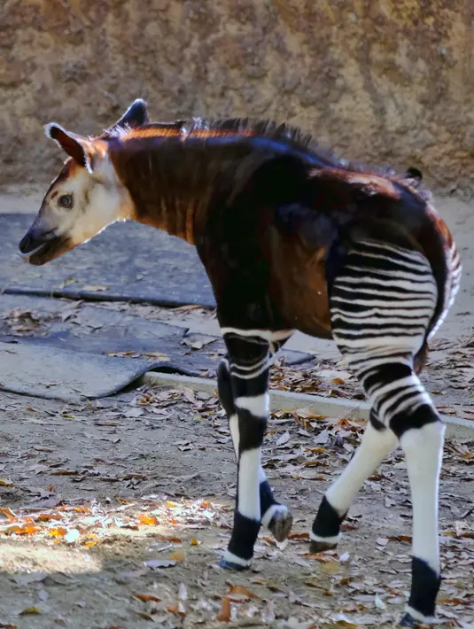 Bayi betina okapi menjelajahi kandangnya di Kebun Binatang Los Angeles, Selasa (23/1). Momentum kelahiran hewan unik ini dimanfaatkan kebun binatang untuk kampanye melindungi okapi yang terancam punah. (AP Photo/Richard Vogel)