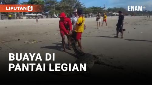VIDEO: Viral Kemunculan Buaya Sepanjang Tiga Meter di Pantai Legian