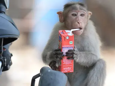Seekor monyet minum jus kotak selama musim panas di Guindy Children's Park di Chennai, India (10/6/2019). Gelombang panas yang menyapu bagian utara dan barat India dengan suhu maksimum melonjak hingga 48 derajat Celcius ( 118 F) membuat para monyet kepanasan. (AFP Photo/Arun Sankar)