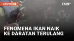 Geger! Fenomena Ikan Naik ke Daratan di Nusa Tenggara Timur