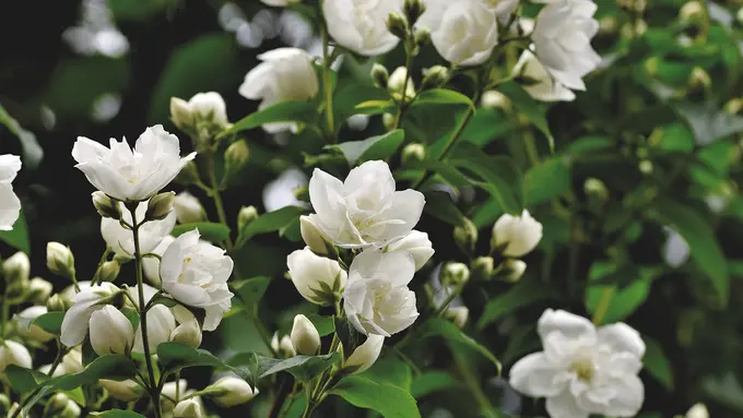 Ilustrasi bunga melati, kecantikan