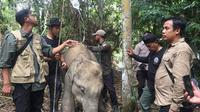 Petugas BBKSDA Riau mengobati anak gajah terjerat di konsesi sebuah perusahaan. (Liputan6.com/M Syukur)