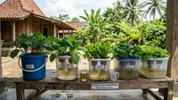 Trik Membuat Hidroponik Tanpa Listrik Agar Bisa Panen Banyak di Rumah