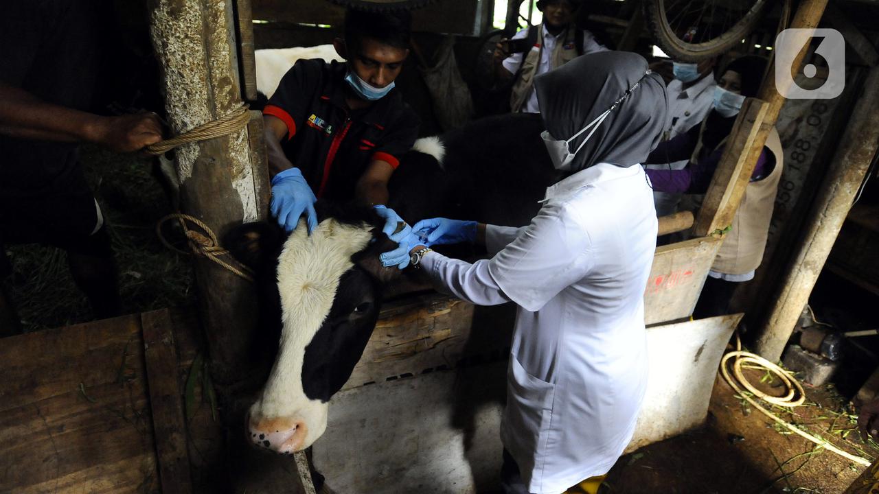 FOTO: Vaksinasi PMK untuk Hewan Ternak di Bogor