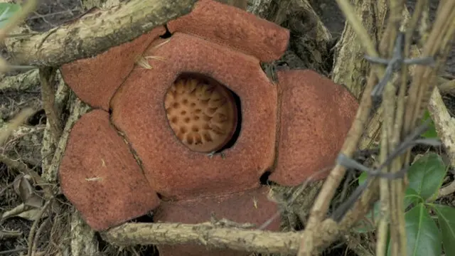 Melihat Rafflesia Patma yang langka tumbuh mekar di Kebun Raya Bogor