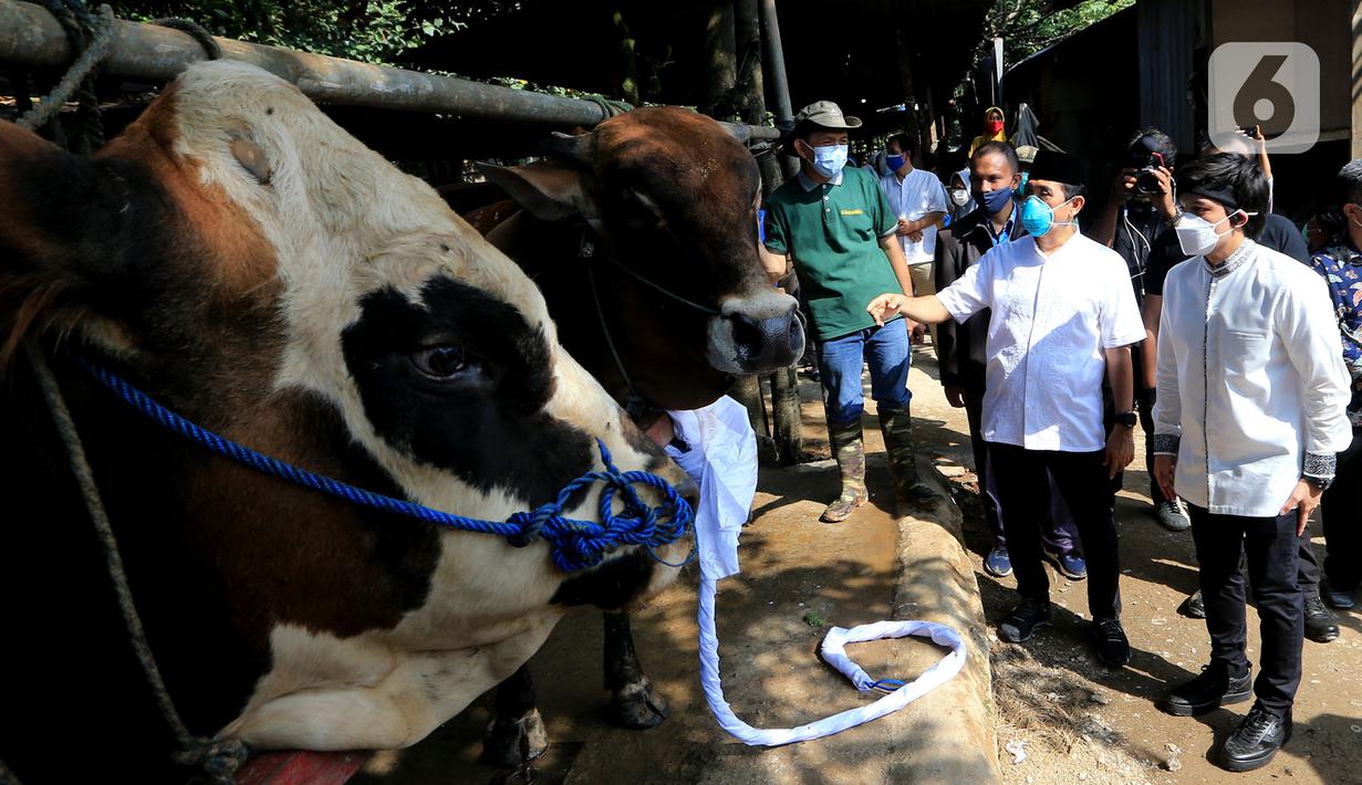 Anggota Komisi XI DPR RI Kamrussamad dan You Tuber Atta Halilintar melihat hewan kurban di Juanda Depok, Jawa Barat, Selasa (20/7/2021). Guna mendorong semangat persatuan umat distribusi dari pintu ke pintu menjadi solusi yang terbaik pada masa pandemi. (Liputan6.com/HO/Bon)
