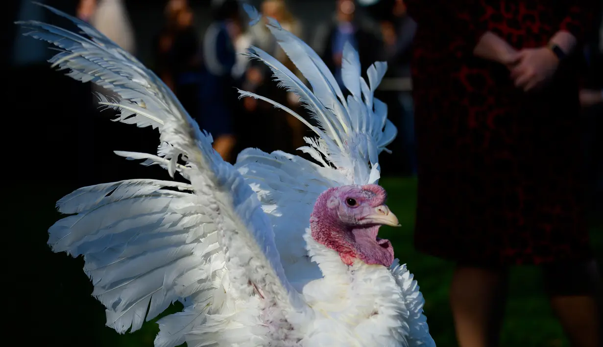 Seekor kalkun mengepakkan sayapnya sebelum pengampunan dari Presiden Donald Trump dalam upacara Thanksgiving nasional di Rose Garden Gedung Putih, Selasa (26/11/2019). Ini merupakan tradisi tahunan yang diadakan di Gedung Putih sehari sebelum perayaan Hari Thanksgiving. (JIM WATSON / AFP)