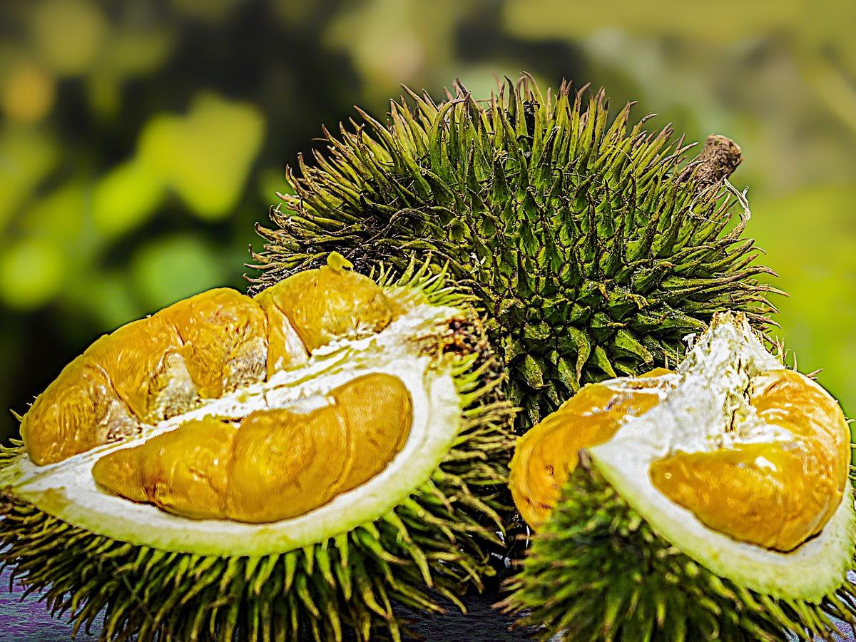 Runtuh maksud durian