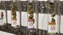 Salah satu produk ganja yang ditawarkan oleh toko Shango Cannabis, Oregon, AS, Kamis (1/10/2015). Oregon adalah negara ketiga di AS yang melegalkan penjualan ganja untuk orang dewasa. (Reuters/ Steve DiPaola)