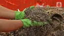 Petugas menunjukkan maggot di Kantor Dinas Lingkungan Hidup DKI Jakarta, Selasa (3/11/2020). Dinas Lingkungan Hidup DKI Jakarta memberdayakan maggot untuk mengurai sampah organik yang bersumber dari sumbangsih warga per wilayah sebagai pupuk kompos. (Liputan6.com/Herman Zakharia)