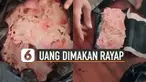 Nasib apes dialami orang ini ketika melihat uangnya yang disimpan sudah tidak berbentuk dimakan rayap.