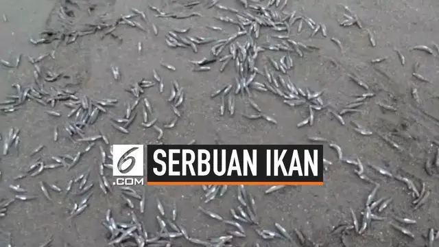 VIDEO: Ribuan Ikan Serbu Pantai di Mamuju, Ada Apa?