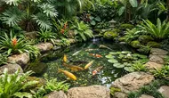 7 Tanaman yang Aman Ditanam di Tepi Kolam Ikan Hias, Bantu Menjaga Ekosistem Tetap Sehat