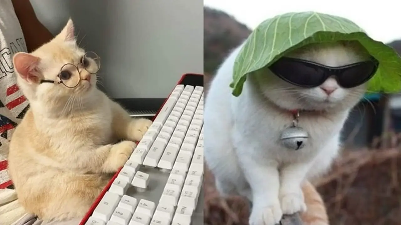 6 Potret Lucu Kucing Saat Pakai Kacamata Ini Gemas Maksimal