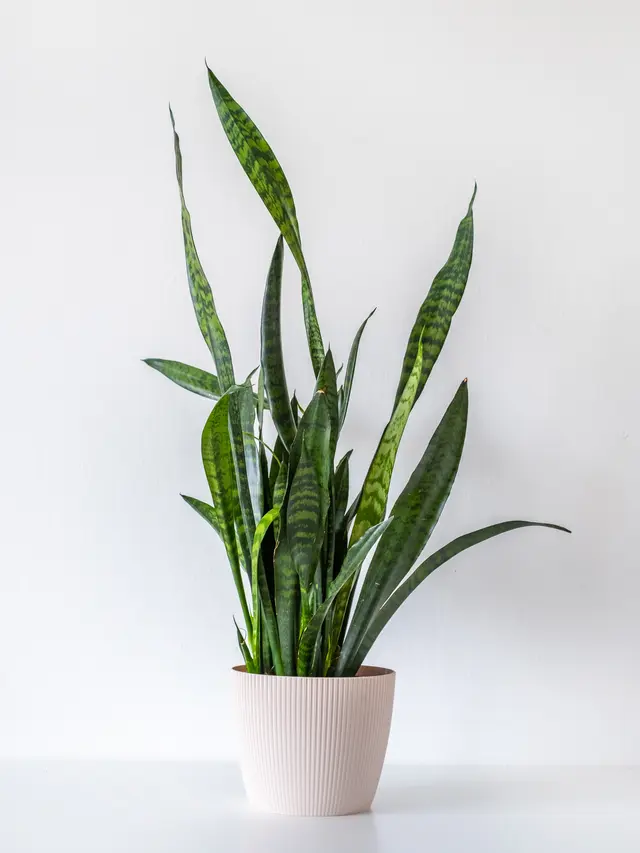 Tanaman Hias Snake Plant