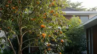 9 Cara Menanam Pohon Buah Cepat Panen di Tanah Kering, Tahan Cuaca Ekstrem