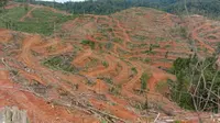 Data Hutan Jambi Kian Kritis: Hilang 2,5 Juta Hektare