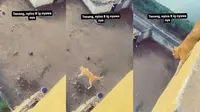 Viral kucing terjun dari atap gedung (Sumber: Twitter/hiburanreceh)