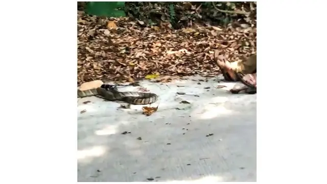 ular cobra membunuh Pan