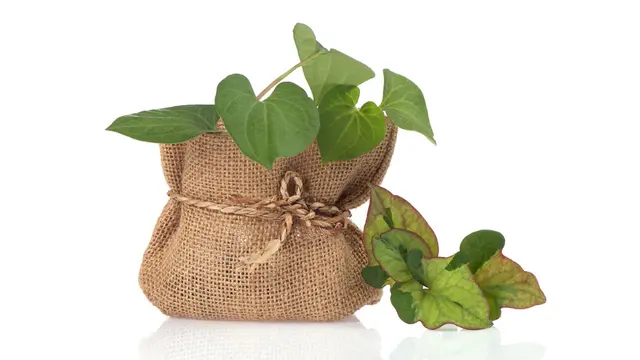 Heartleaf, bahan K-Beauty yang sedang populer