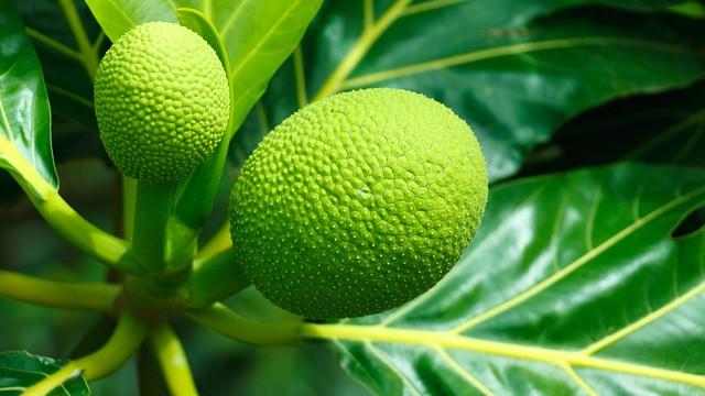 Ilustrasi pohon sukun